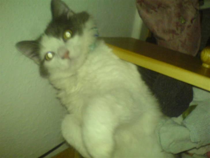 Blanding af racer Klunte Kragsig Nielsen - Blev taget på fersk gerning billede 20