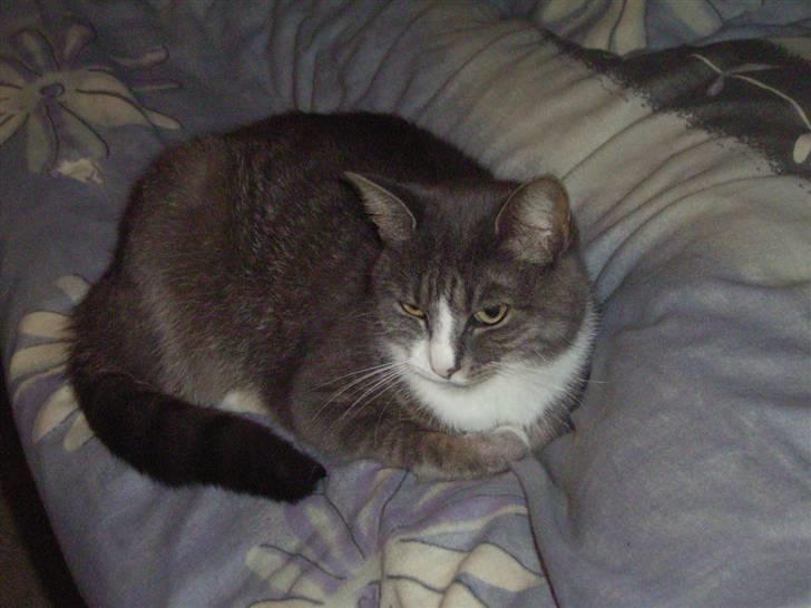 Huskat Snowie - Her ligger jeg godt og putter billede 11