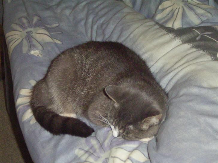 Huskat Snowie - Jeg vil bare sove lige nu. billede 12