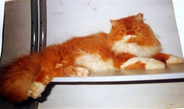 Perser Garfield *RIP*  billede 1