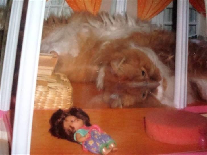 Perser Garfield *RIP*  billede 2