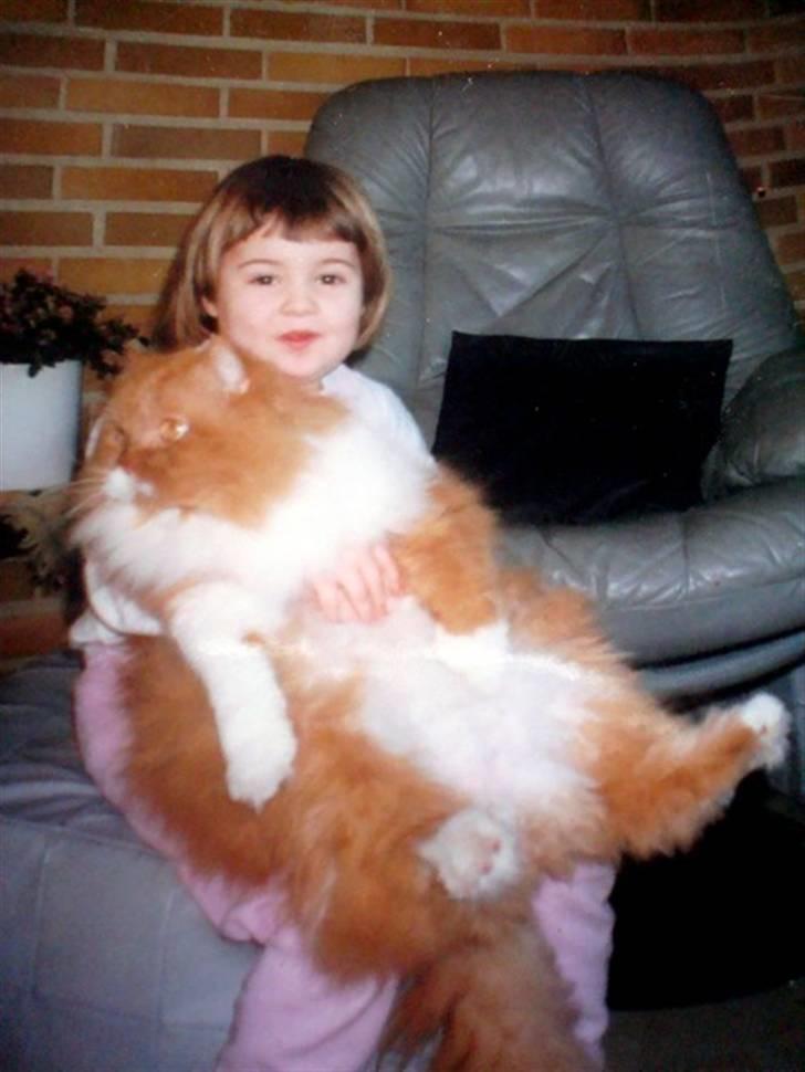 Perser Garfield *RIP*  billede 3