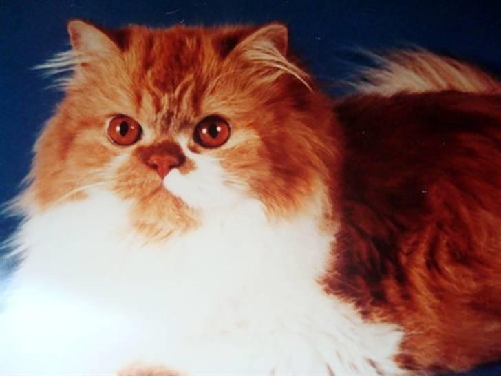 Perser Garfield *RIP*  - * Garfields smukke mor * billede 4