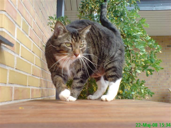 Huskat Lars billede 7