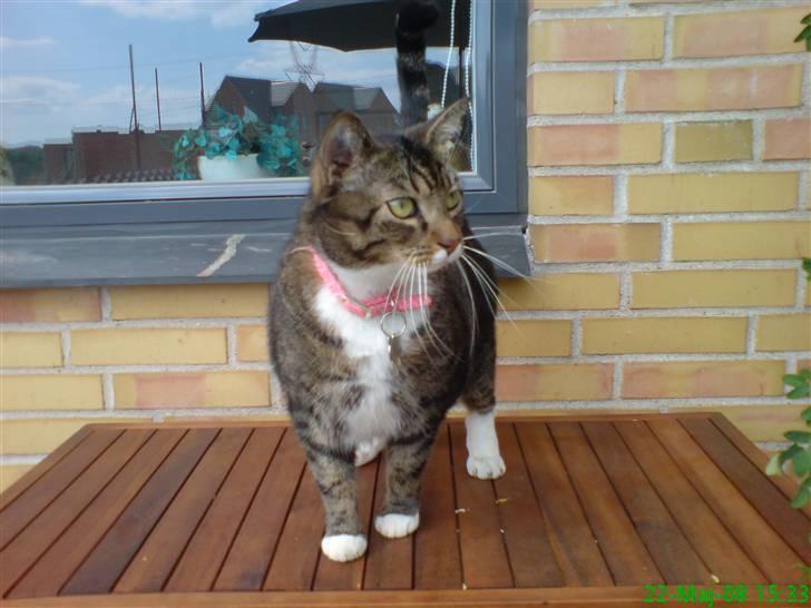 Huskat Lars billede 8