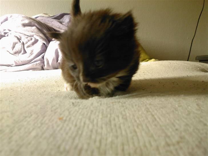 Blanding af racer Silke - silkes lille vidunder af en killing *Angel* billede 9