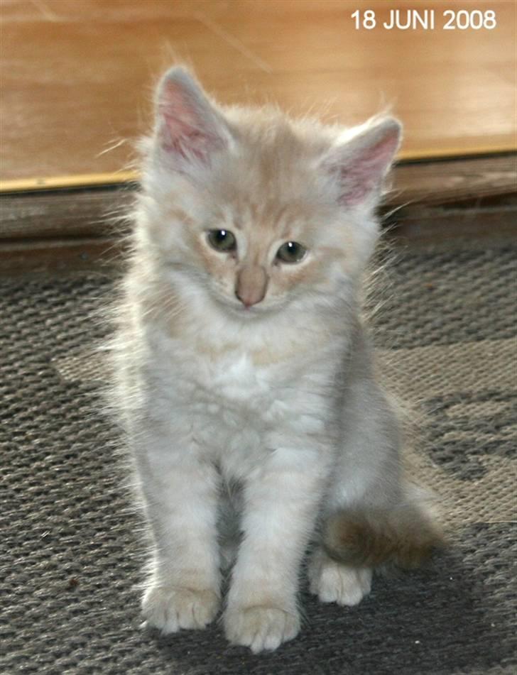 Norsk Skovkat Thomas O'Malley *R.I.P - 18 Juni billede 1