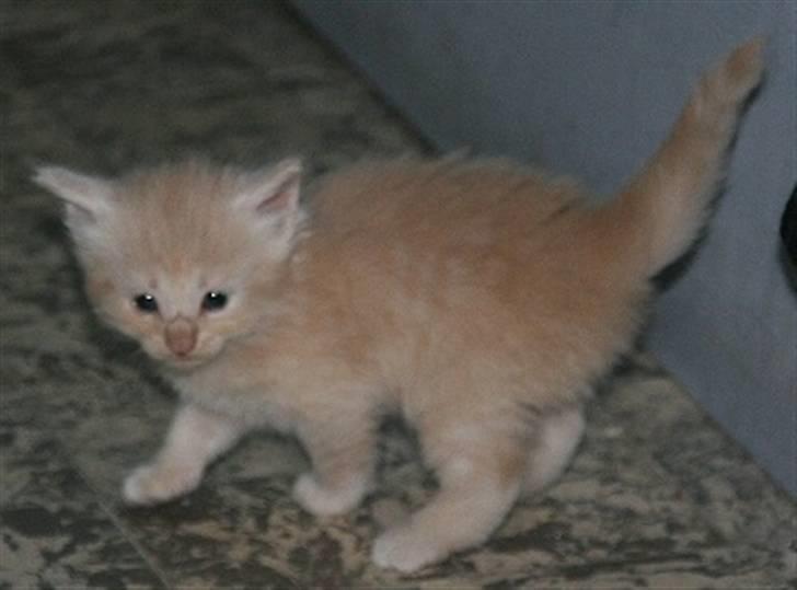 Norsk Skovkat Thomas O'Malley *R.I.P - 16 Maj billede 2