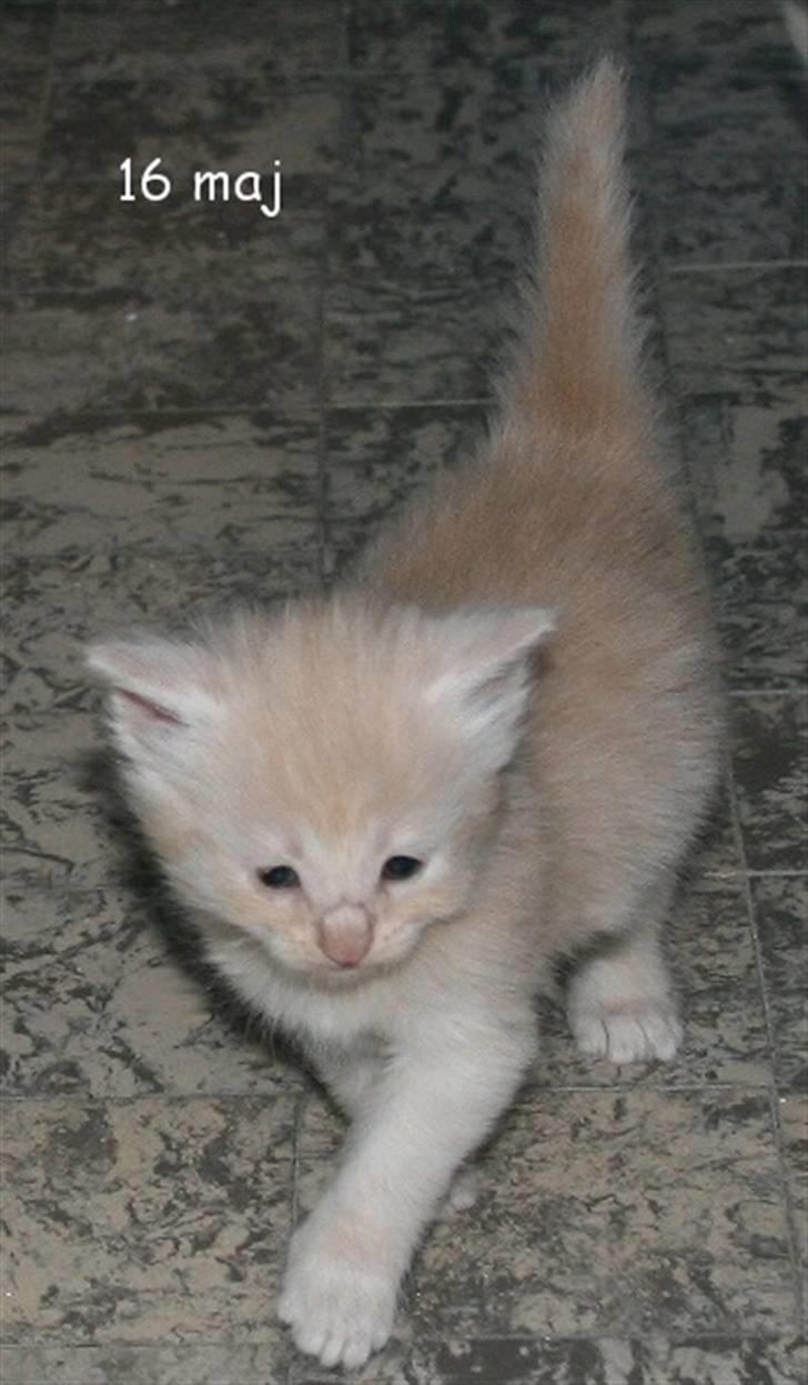 Norsk Skovkat Thomas O'Malley *R.I.P - 16 Maj billede 3