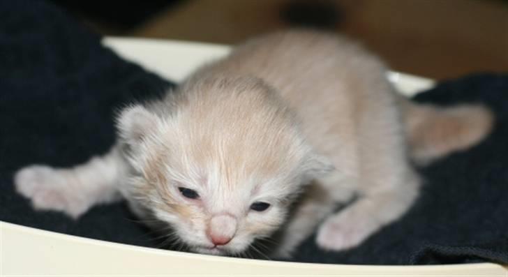 Norsk Skovkat Thomas O'Malley *R.I.P - 1 Maj billede 4