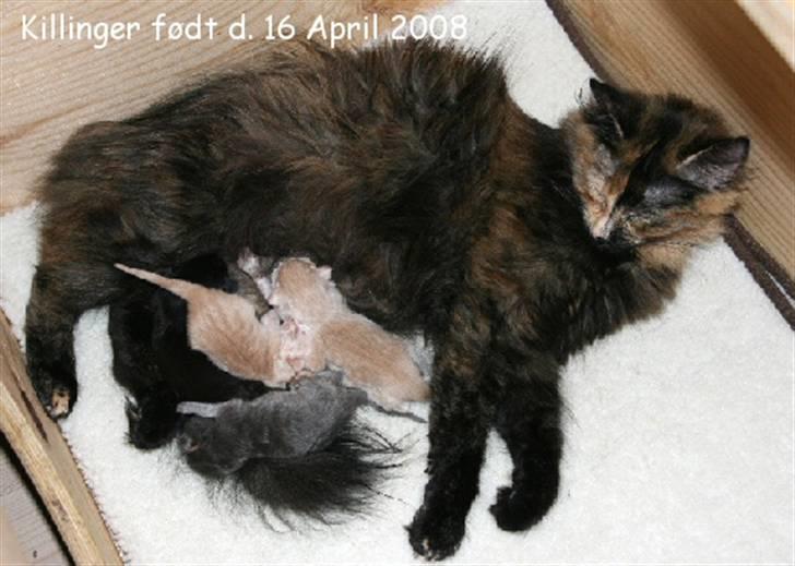 Norsk Skovkat Thomas O'Malley *R.I.P - Mor med killinger 1 Maj billede 5