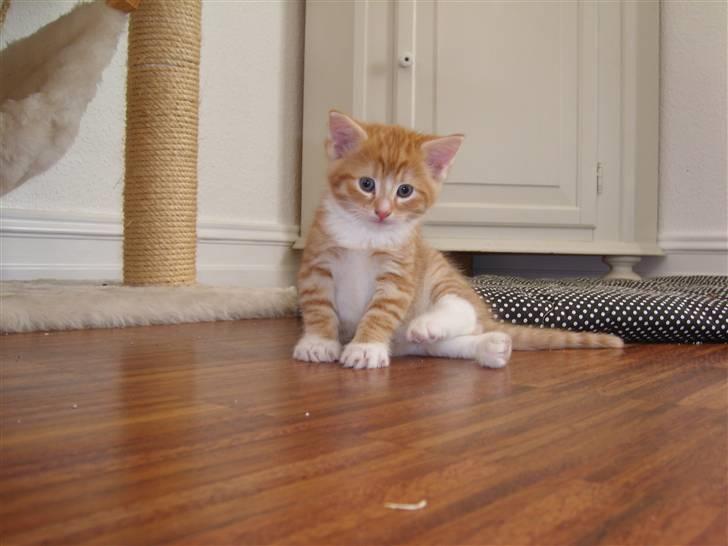 Norsk Skovkat Aslan billede 1