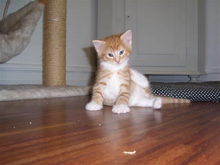 Norsk Skovkat Aslan billede 2