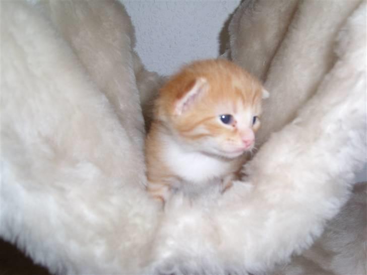 Norsk Skovkat Aslan billede 3