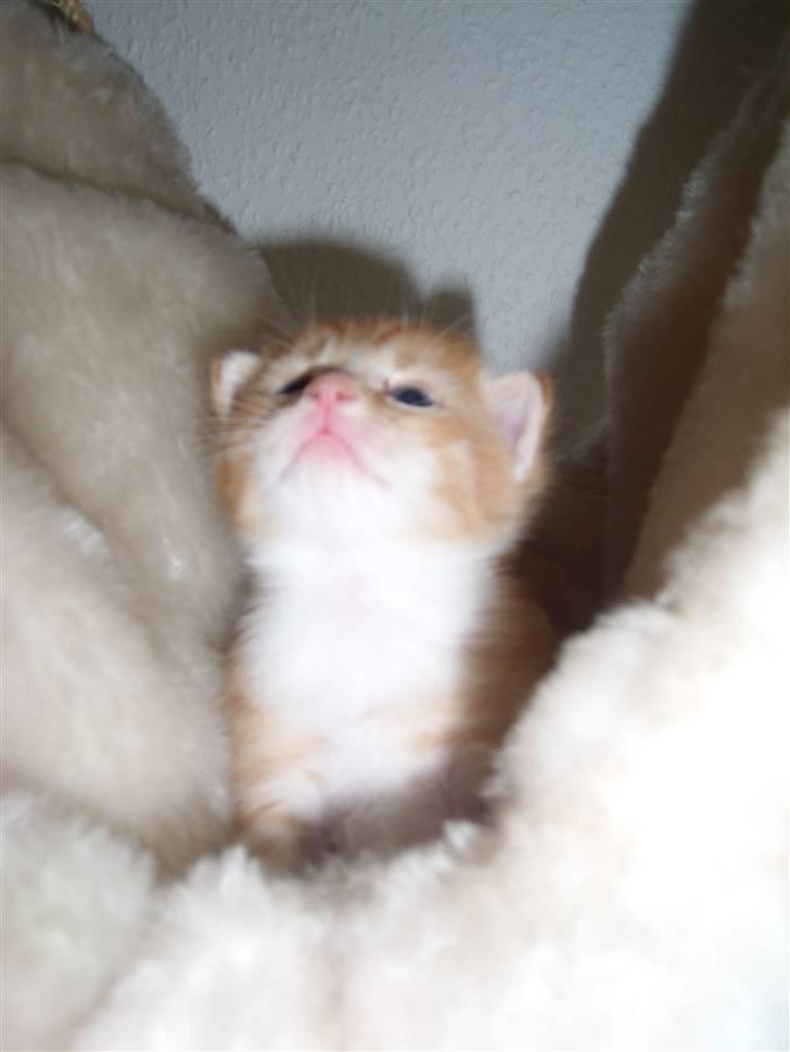 Norsk Skovkat Aslan billede 4