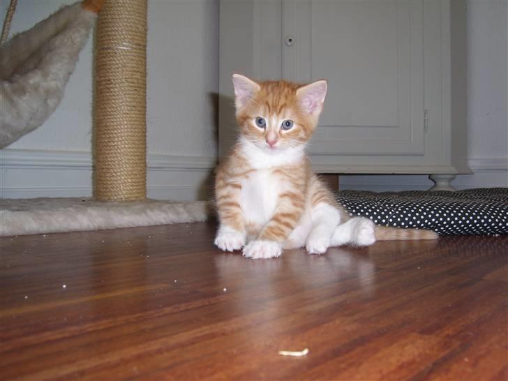 Norsk Skovkat Aslan billede 5