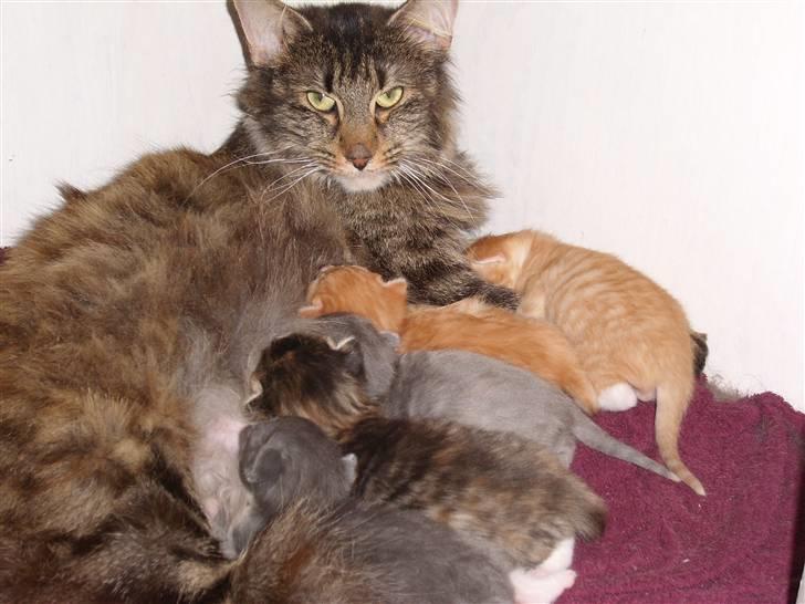 Norsk Skovkat Aslan billede 6