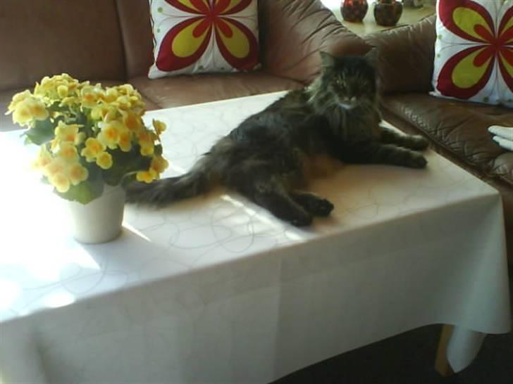 Maine Coon Mikkel - R.I.P 1995-08 billede 8