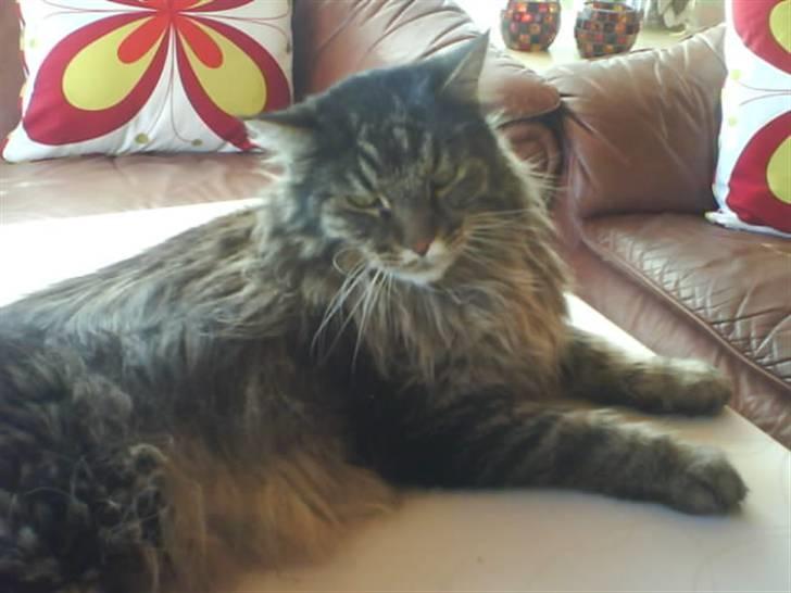 Maine Coon Mikkel - R.I.P 1995-08 billede 9