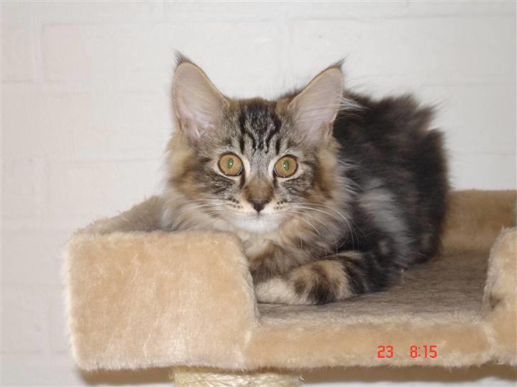 Blanding af racer Luffe(givet væk) billede 1