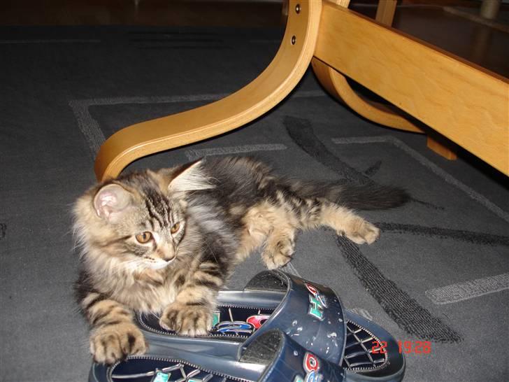 Blanding af racer Luffe(givet væk) billede 2