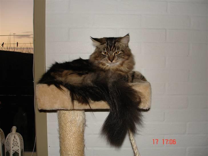 Blanding af racer Luffe(givet væk) billede 3