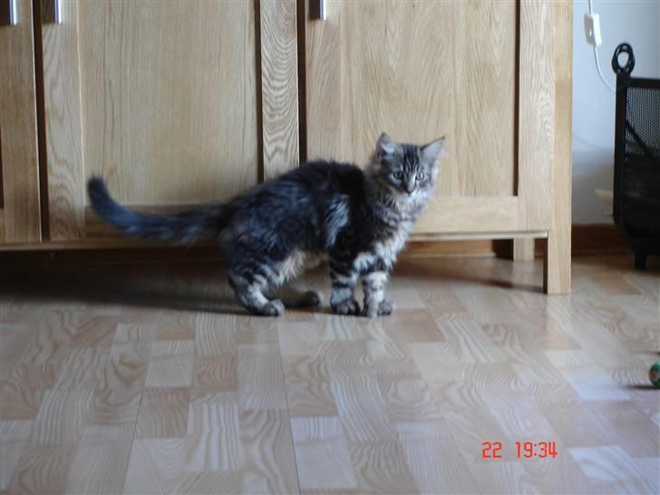 Blanding af racer Luffe(givet væk) billede 4