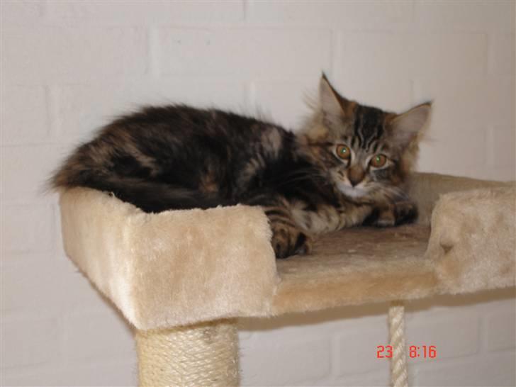 Blanding af racer Luffe(givet væk) billede 5