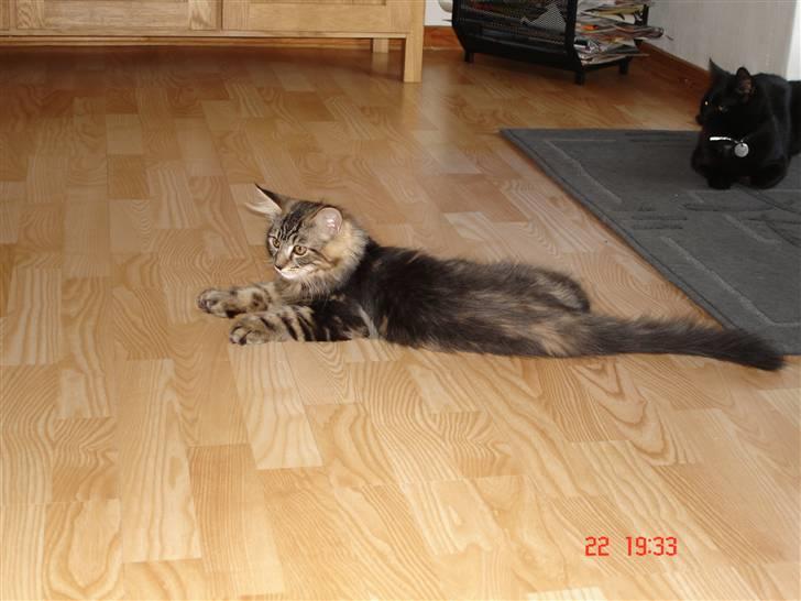 Blanding af racer Luffe(givet væk) billede 6