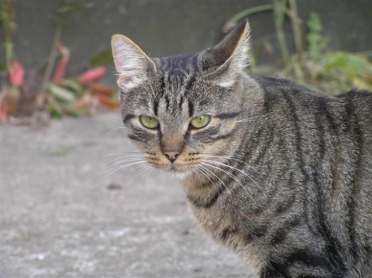 Blanding af racer Popcorn - Popcorn :) billede 1