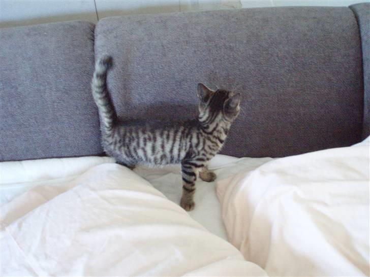 Blanding af racer Popcorn billede 2