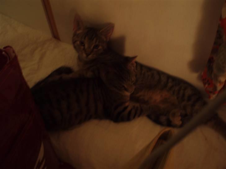 Blanding af racer Popcorn billede 3