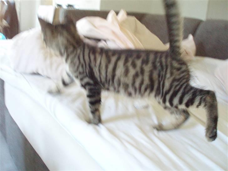 Blanding af racer Popcorn billede 4