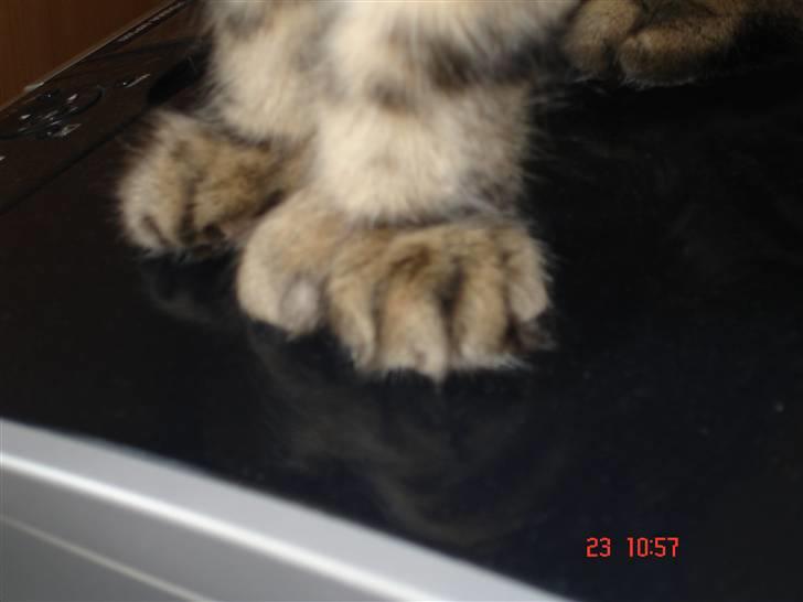 Blanding af racer Luffe(givet væk) - Luffe`s ektra tå.  billede 7