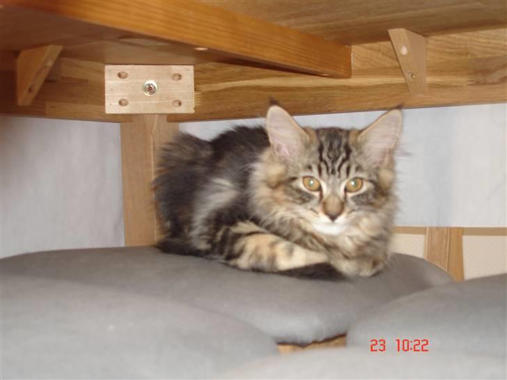 Blanding af racer Luffe(givet væk) billede 8