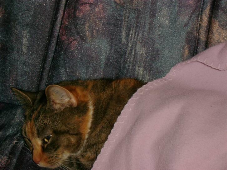 Huskat Zenta - Jeg blive lige så træt  billede 6