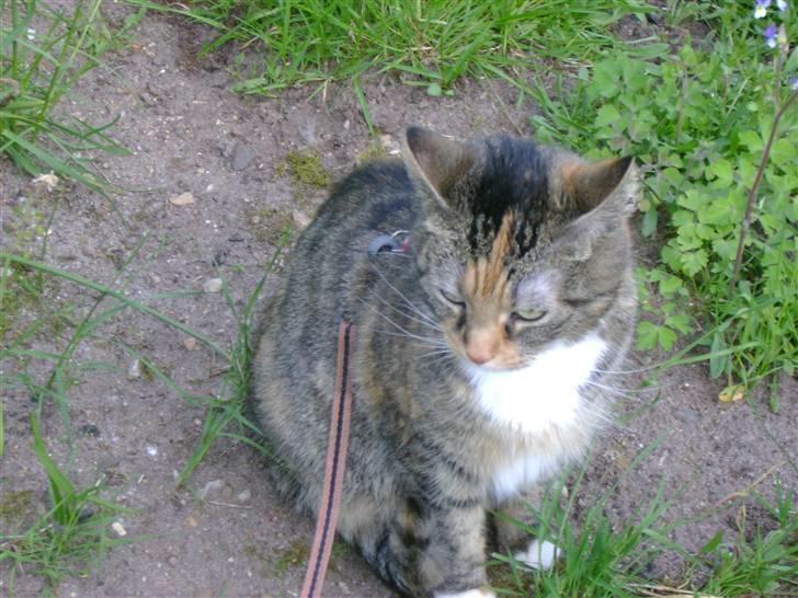 Huskat Zenta - Jeg er lige ud i haven billede 7