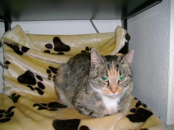 Huskat Zenta - Jeg ligge på mit bedste gemsted billede 8