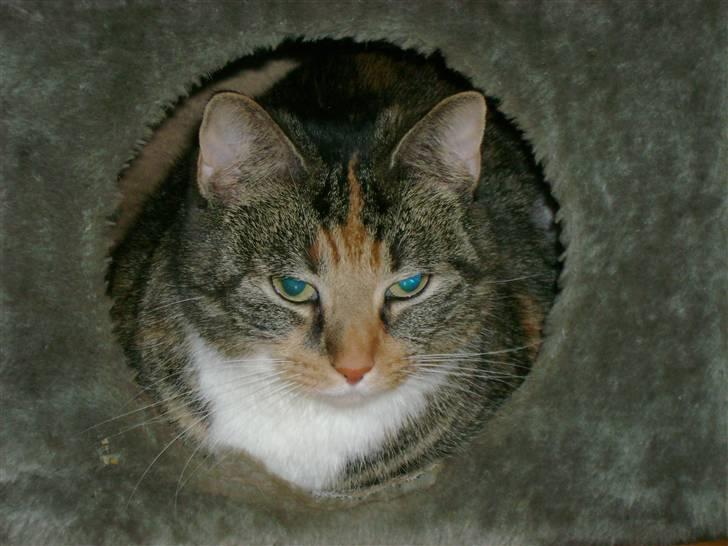 Huskat Zenta billede 9