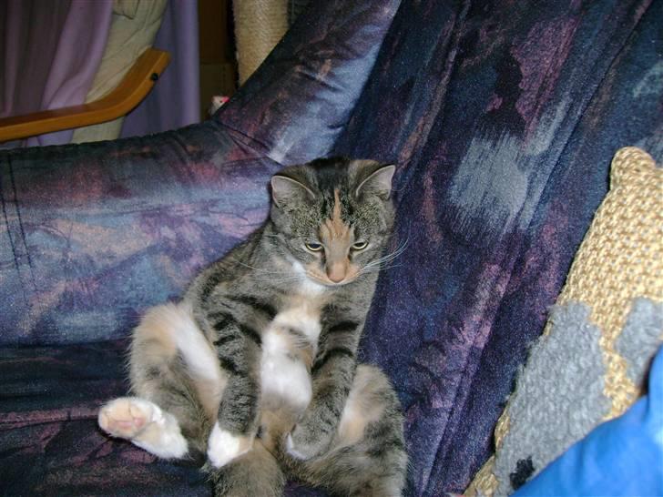 Huskat Zenta - Jeg sidder lige i sofa billede 10