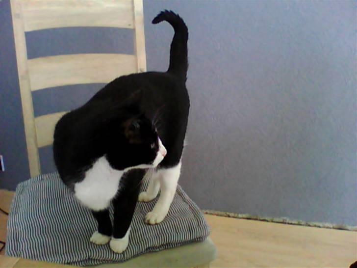 Huskat Nybo's Chap * R.I.P * billede 16