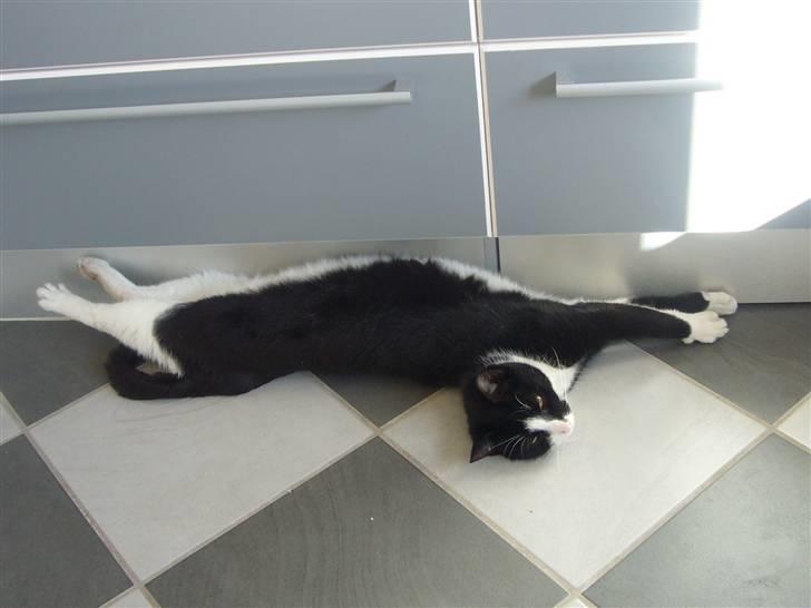 Huskat Nybo's Chap * R.I.P * billede 17