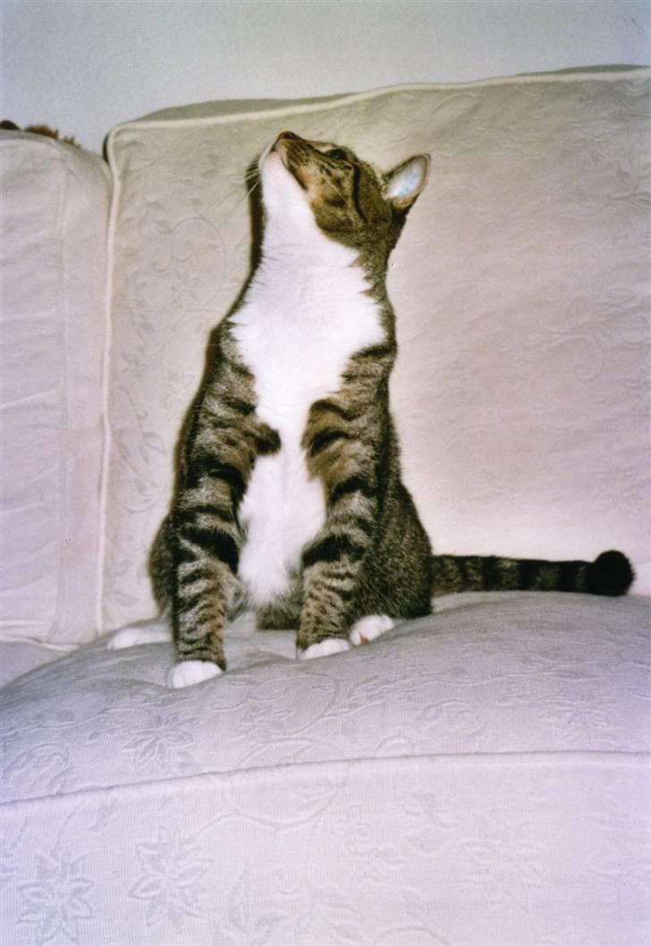 Huskat Mille R.I.P. - Min dejlige kat Mille billede 1