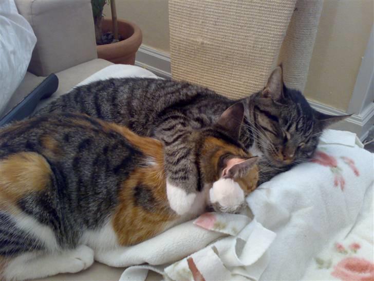 Blanding af racer sille billede 12