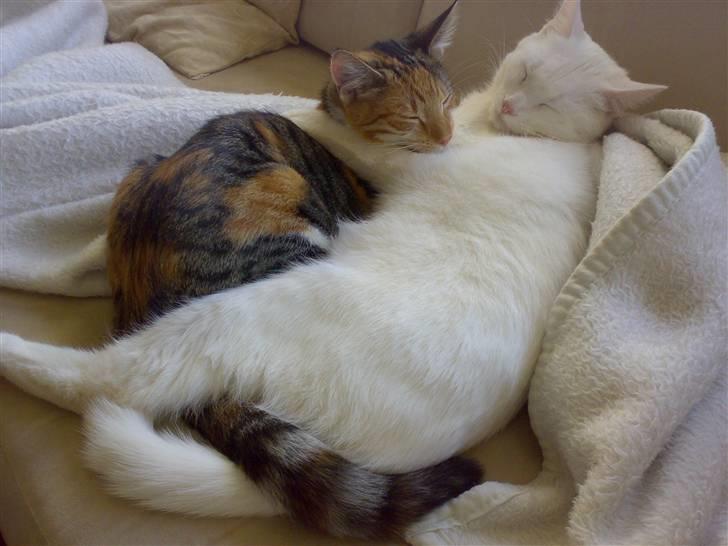 Blanding af racer sille billede 13