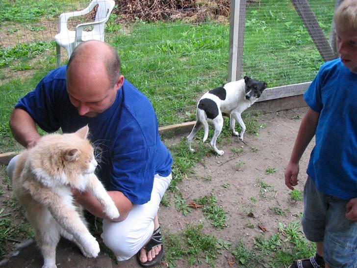 Norsk Skovkat justice - her bliver jeg lige redt godt og grundigt igennem... billede 1