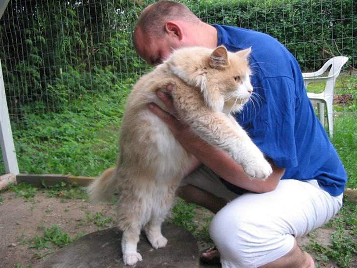 Norsk Skovkat justice billede 2