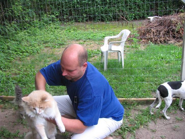 Norsk Skovkat justice billede 3