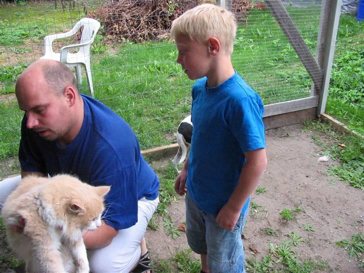 Norsk Skovkat justice billede 4