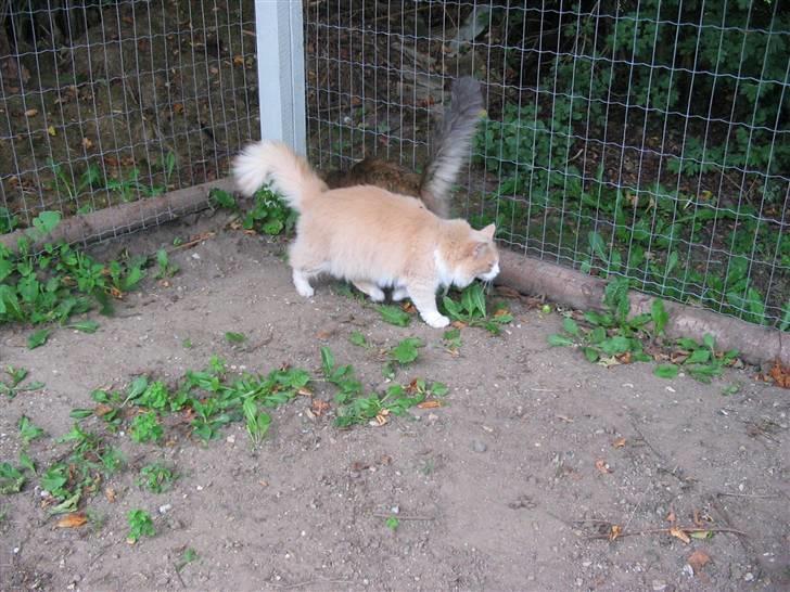 Norsk Skovkat justice billede 5